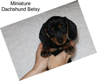 Miniature Dachshund Betsy