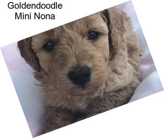 Goldendoodle Mini Nona
