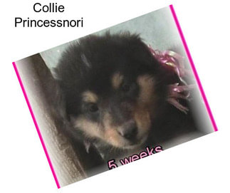 Collie Princessnori