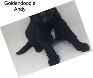 Goldendoodle Andy