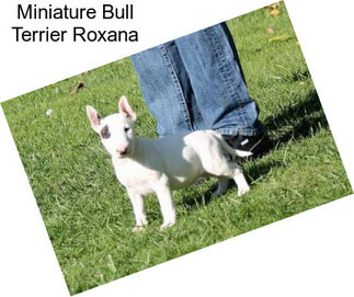 Miniature Bull Terrier Roxana