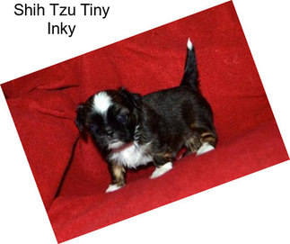 Shih Tzu Tiny Inky