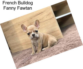 French Bulldog Fanny Fawtan