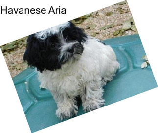 Havanese Aria