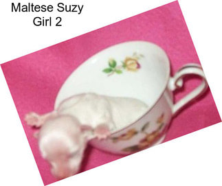 Maltese Suzy Girl 2