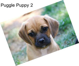 Puggle Puppy 2