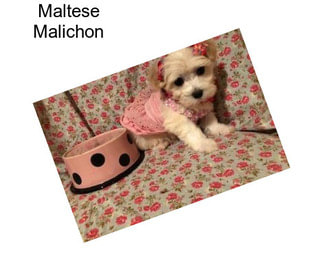 Maltese Malichon