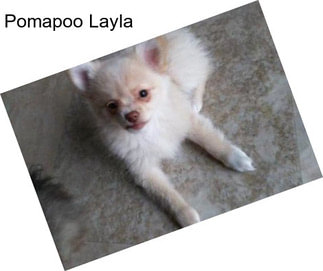 Pomapoo Layla