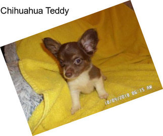 Chihuahua Teddy