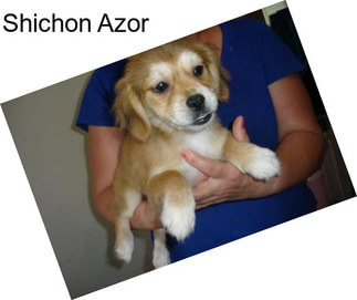 Shichon Azor