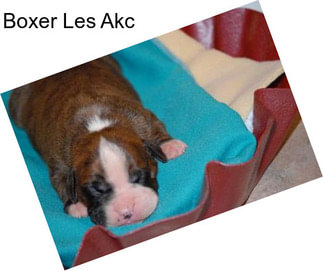 Boxer Les Akc