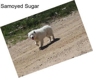 Samoyed Sugar