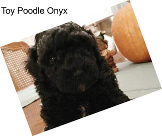 Toy Poodle Onyx