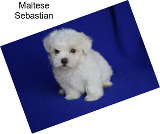 Maltese Sebastian