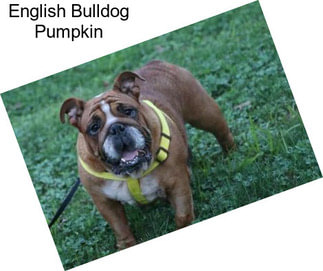 English Bulldog Pumpkin