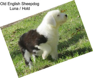 Old English Sheepdog Luna / Hold