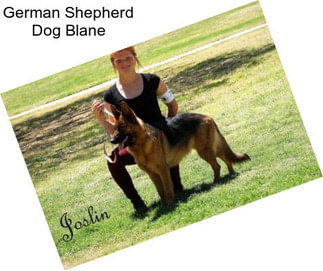 German Shepherd Dog Blane