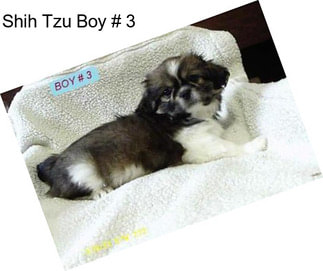 Shih Tzu Boy # 3