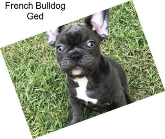 French Bulldog Ged