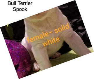 Bull Terrier Spook