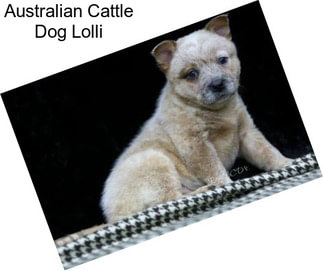 Australian Cattle Dog Lolli
