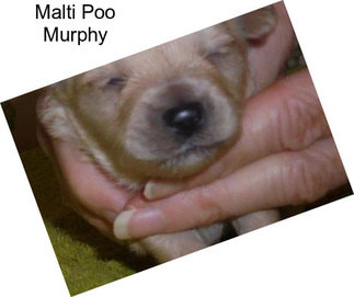 Malti Poo Murphy