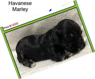 Havanese Marley