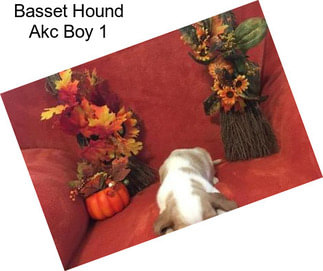 Basset Hound Akc Boy 1