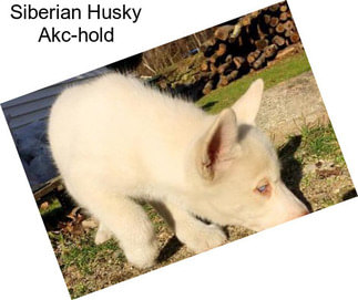 Siberian Husky Akc-hold
