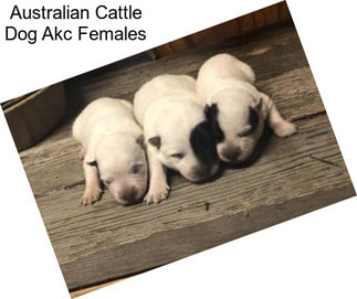 Australian Cattle Dog Akc Females