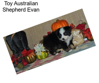 Toy Australian Shepherd Evan