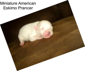 Miniature American Eskimo Prancer