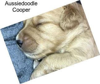 Aussiedoodle Cooper