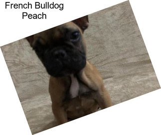 French Bulldog Peach