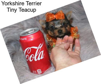 Yorkshire Terrier Tiny Teacup