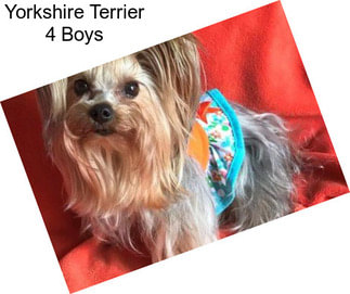 Yorkshire Terrier 4 Boys