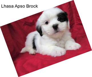 Lhasa Apso Brock