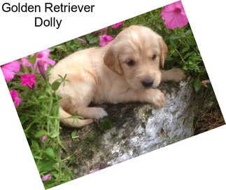 Golden Retriever Dolly