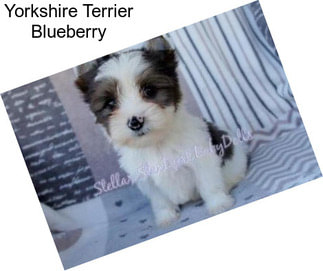 Yorkshire Terrier Blueberry