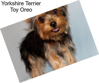 Yorkshire Terrier Toy Oreo