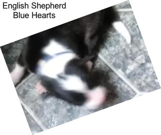 English Shepherd Blue Hearts