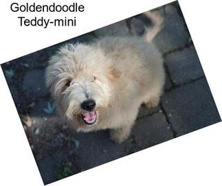 Goldendoodle Teddy-mini