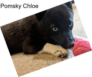 Pomsky Chloe