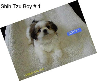 Shih Tzu Boy # 1