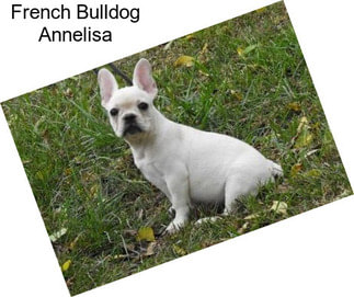 French Bulldog Annelisa