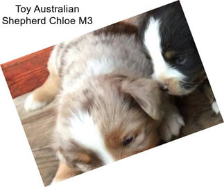 Toy Australian Shepherd Chloe M3