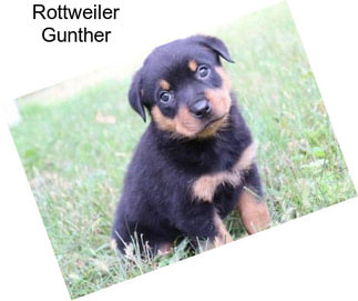 Rottweiler Gunther