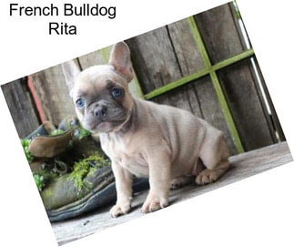 French Bulldog Rita