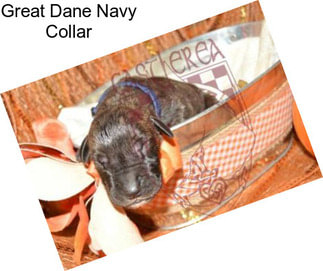 Great Dane Navy Collar