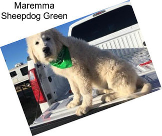 Maremma Sheepdog Green